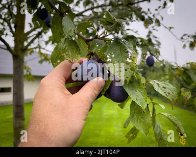 le prugne mature blu vengono raccolte a mano Foto Stock