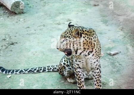 Primo piano di un leopardo indiano Foto Stock