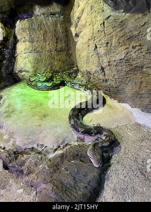 Il pitone reticolato giace su una pietra in un terrario Foto Stock