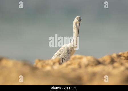 Airone morphed bianco in riva rocciosa di Busaiteen, Bahrain Foto Stock