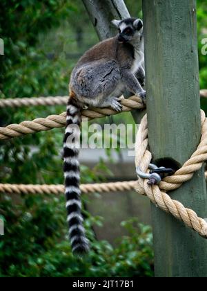 Lemuri con coda ad anello Calgary Zoo Alberta Foto Stock