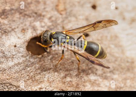 Una femmina Canadian Potter Wasp (Symmorphus canadensis) esplora una cavità in un tronco di albero. Foto Stock