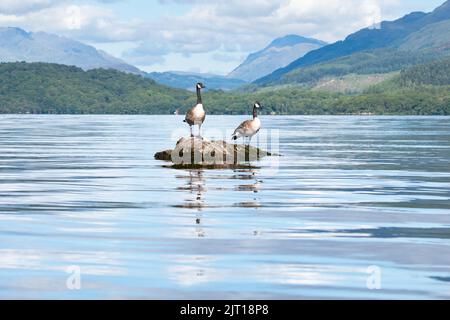 Loch Lomond, Scozia, Regno Unito. 27th ago, 2022. Due oche canadesi godendo una giornata tranquilla e luminosa al Loch Lomond Credit: Kay Roxby/Alamy Live News Foto Stock