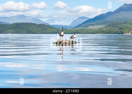 Loch Lomond, Scozia, Regno Unito. 27th ago, 2022. Due oche canadesi godendo una giornata tranquilla e luminosa al Loch Lomond Credit: Kay Roxby/Alamy Live News Foto Stock