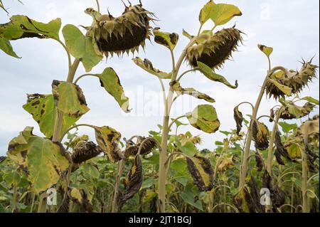 Germania, impatto del cambiamento climatico, siccità estrema, campo di girasole secco / DEUTSCHLAND, Meclemburgo, Plau, Klimawandel, Dürre, Vertrocknete Sonnenblumen auf einem Feld im August Foto Stock