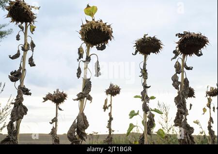 Germania, impatto del cambiamento climatico, siccità estrema, campo di girasole secco / DEUTSCHLAND, Meclemburgo, Plau, Klimawandel, Dürre, Vertrocknete Sonnenblumen auf einem Feld im August Foto Stock