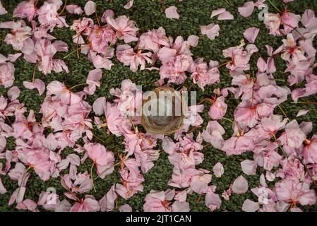 Gli uccelli di fondo/sfondo neonati nidificano su un letto di veri fiori di ciliegio e erba/tappeto verde Foto Stock