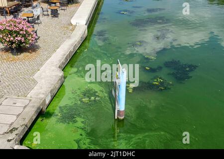 Alghe nel fiume, Brandenburgo e der Havel, Germania Foto Stock