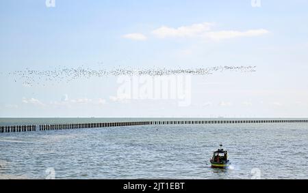 Shoeburyness. Regno Unito. 27 agosto 2022. Un grande gregge di uccelli si affaccia sulla trappola sottomarina a Shoeburyness East Beach, Essex, UK. Una barca gialla e blu può essere vista in primo piano e alcune turbine eoliche off-shore in lontananza. Foto Stock