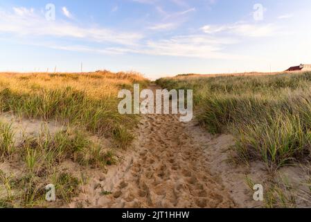 Sentiero vuoto attraverso dune di sabbia erbose al tramonto in autunno Foto Stock