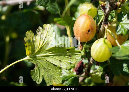 Malattie fungine dei bacche d'oca. La malattia colpisce i frutti e lasciare Foto Stock