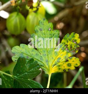 Malattie fungine dei bacche d'oca. La malattia colpisce i frutti e lasciare Foto Stock