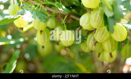 Malattie fungine dei bacche d'oca. La malattia colpisce i frutti e lasciare Foto Stock