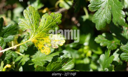 Malattie fungine dei bacche d'oca. La malattia colpisce i frutti e lasciare Foto Stock