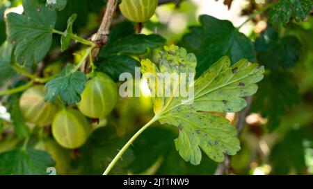 Malattie fungine dei bacche d'oca. La malattia colpisce i frutti e lasciare Foto Stock