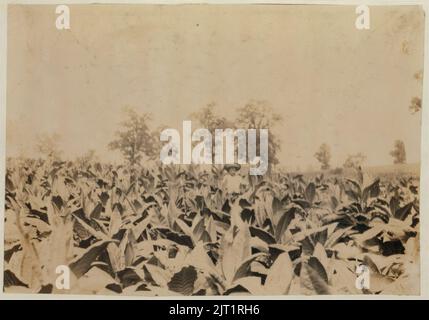 Topping tabacco. Roland Lowe, 13 anni in campo con due fratelli. Ci sono 7 ragazzi e 2 ragazze in famiglia, e 4 sono a scuola. Padre, Mose Lowe, R. Route 1, Winchester. I bambini vanno Foto Stock