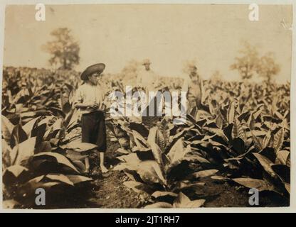 Topping tabacco. Roland Lowe, 13 anni in campo con due fratelli. Ci sono 7 ragazzi e 2 ragazze in famiglia, e 4 sono a scuola. Padre, Mose Lowe, R. Route 1, Winchester. I bambini vanno Foto Stock