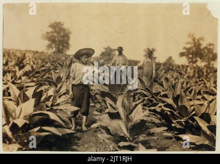 Topping tabacco. Roland Lowe, 13 anni in campo con due fratelli. Ci sono 7 ragazzi e 2 ragazze in famiglia, e 4 sono a scuola. Padre, Mose Lowe, R. Route 1, Winchester. I bambini vanno Foto Stock