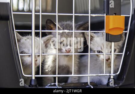 Trappola a gabbia con serratura Cat, animali abbandonati e caccia Foto Stock