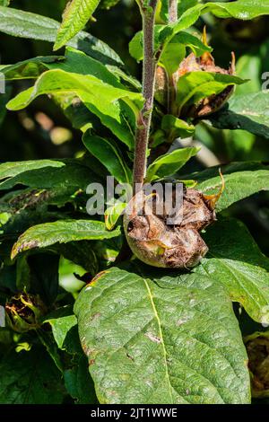 Nespilus germanica (Mespilus germanica) frutta che cresce in Galles, Regno Unito Foto Stock