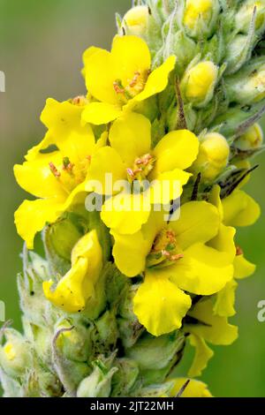 Grande Mullein o canna di Aaron (verbascum thapsus), primo piano dei grandi fiori gialli prodotti sull'alto picco fiorito della pianta. Foto Stock