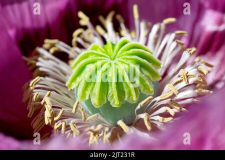 Oppio Poppy (papaver somniferum), primo piano che mostra il dettaglio degli stami maschili e delle stimmi femminili al centro di un fiore. Foto Stock