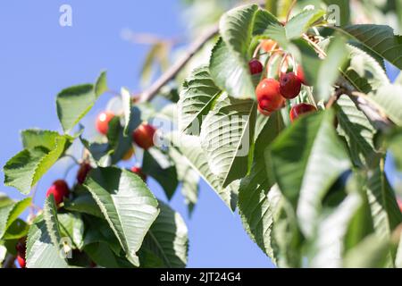 Bacche di ciliegia mature rosse e dolci appese a un ramo di albero prima della vendemmia all'inizio dell'estate. Un albero con delizioso e succoso uccello rosso ciliegia frutti Foto Stock