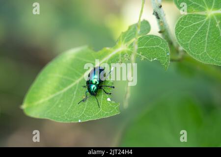 Un primo piano di un piccolo scarabeo di cane appollaiato su una foglia verde in un giardino Foto Stock