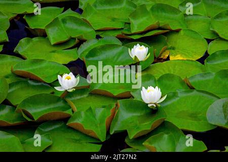 Ninfea, ninfea odorata, un ninfea ninfea di acqua dolce americana ed è uno dei ninfee bianchi più comuni. Foto Stock