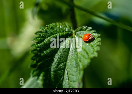 Primo piano di un coccinellidae senza puntini neri su una foglia verde Foto Stock