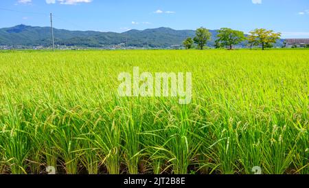 Coltivazione tradizionale coreana di riso. Paesaggio coreano di coltivazione del riso. Risaie coreane. Campo di riso e il cielo in Ganghwa-do, Incheon, Corea del Sud. Foto Stock