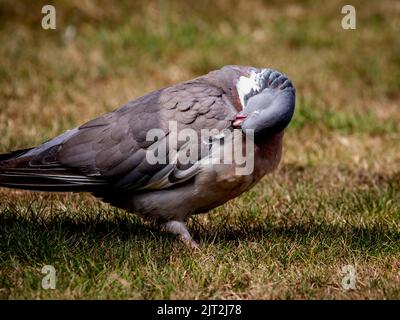 Woodpicceon comune (Columba Palumbus) Foto Stock