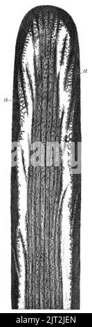 Trasm. Linn. Soc. Londra - Volume 20 - piastra 24 - Figura A. Foto Stock