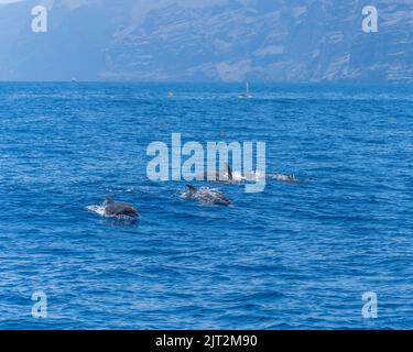 Tre delfini a denti ruvidi nuotano nell'oceano Foto Stock