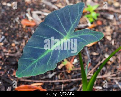 Foglia vellutata scura a forma di cuore del taro tenero, Colocasia "Black Leaf Illustris" Foto Stock