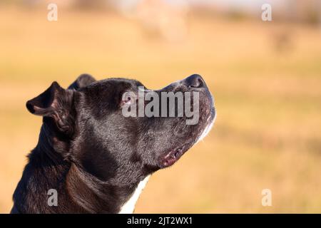 L'americano Staffordshire Terrier, conosciuto anche come AmStaff o American Staffy, è una razza di cane americana di medie dimensioni, con rivestimento corto. Foto Stock