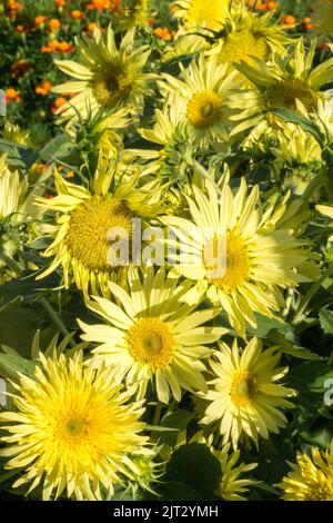 Splendido color limone girasoli da giardino, girasoli giallo pallido, fiori in fiore, elianto da giardino annuus "Cutie limone" Foto Stock