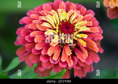 Zinnia elegans "Queen Lime Red", fiore singolo Foto Stock