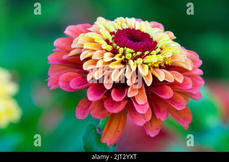 Zinnia elegans Regina Lime fiore rosso Foto Stock