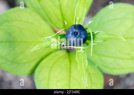 Maturazione frutta velenosa Parigi quadrifolia True-lovers Knot Foto Stock