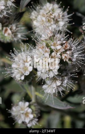 L'infiorescenza della panicola bianca scorpioide di Phacelia intricata, Boraginaceae, erba perenne nativa nel deserto del Mojave occidentale, Springtime. Foto Stock