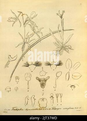 Trichopilia subulata (come Trichopilia hymenantha) e Telipogon astroglosso - Xenia vol 1 pl 7 (1858). Foto Stock