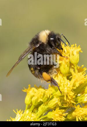Western Bumble Bee (Bombus occidentalis) su fiore d'oro, Mt. Hood, Oregon. Specie minacciate negli USA Foto Stock