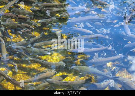 Numerose trote in un vivaio. Animali da mangiare in cattività. Foto Stock