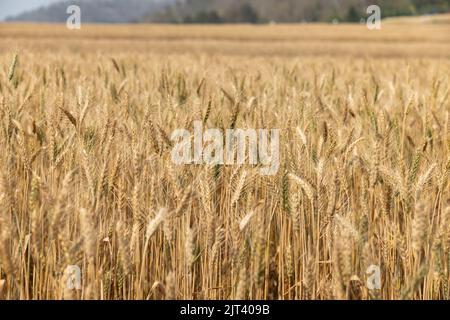 Le carenze alimentari a livello globale stanno aumentando a causa dello shock della guerra in Ucraina, del cambiamento climatico e dell'aumento dell'inflazione. Foto Stock