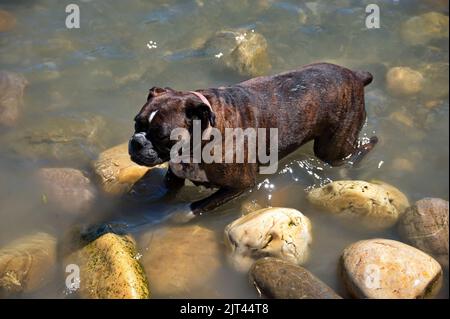 Vista ad angolo alto del pugile che gioca in acqua Foto Stock