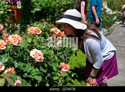 Donna matura che odora le rose in giardino Foto Stock