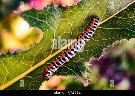 Il bruco della farfalla dello squalo di lattuga (Cucullia lattucae) siede su una foglia verde. Foto Stock