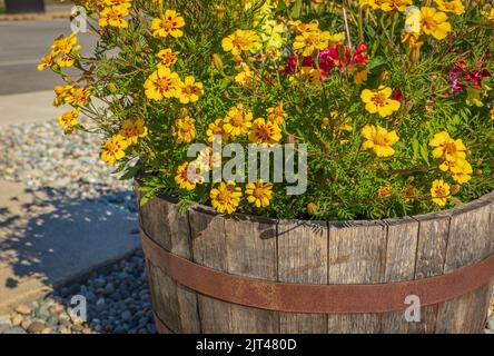 Piantatrice fatta di legno di barile all'aperto. Piantatrice di legno con fiori su una strada. Giardinaggio, giardinaggio. Messa a fuoco selettiva, nessuno, copia spazio per il testo Foto Stock