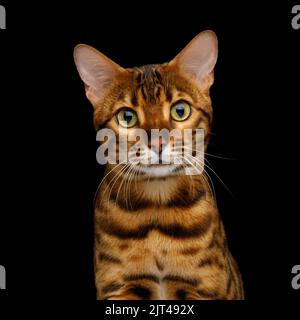 Divertente ritratto di gatto bengala con curioso muso che guarda su sfondo nero isolato Foto Stock